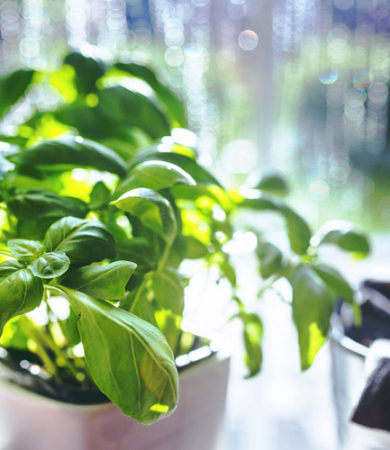 How to Grow an Indoor Herb Garden