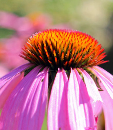 Echinacea