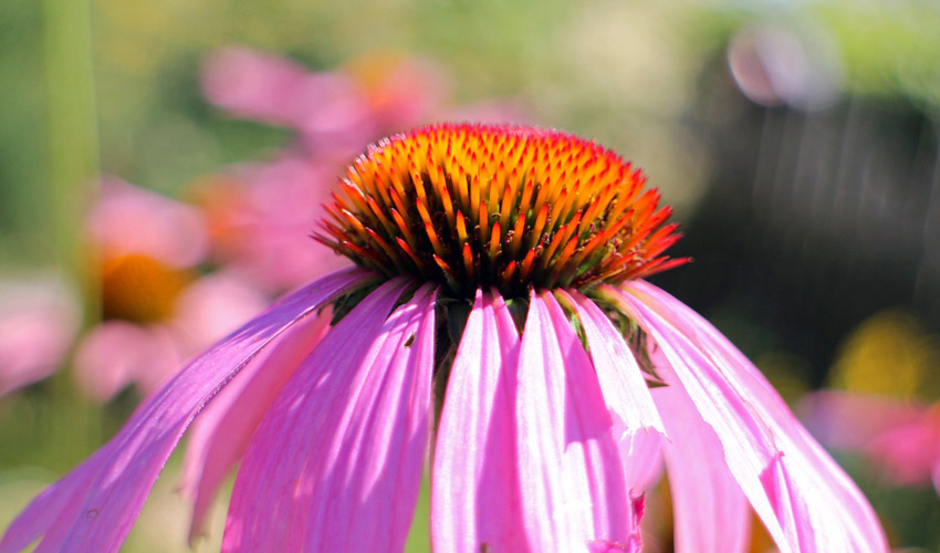 Echinacea