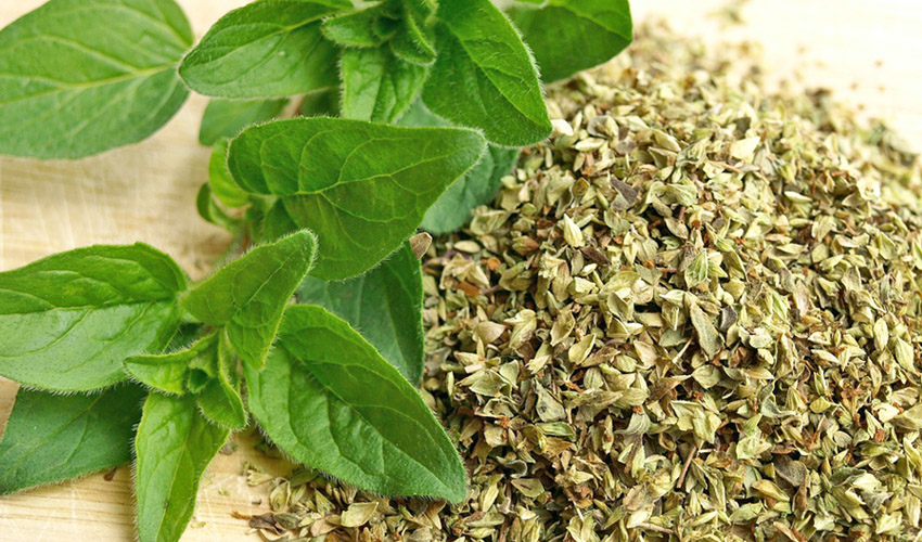 Oregano