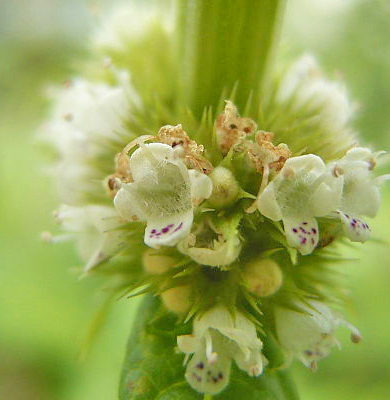 Gypsywort