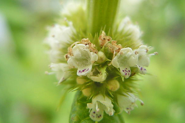 Gypsywort