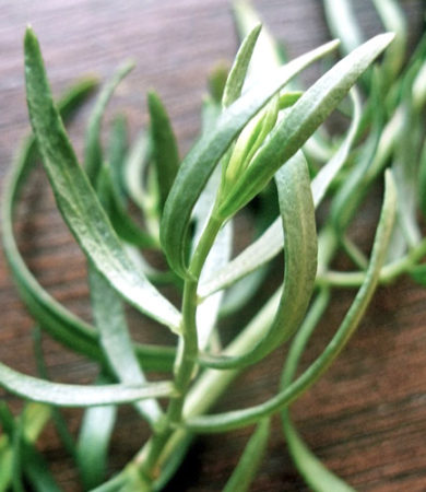 Tarragon