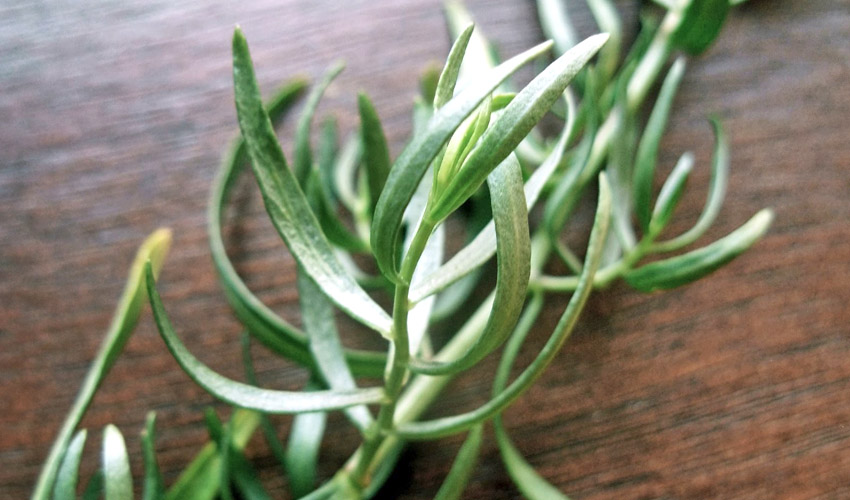 Tarragon