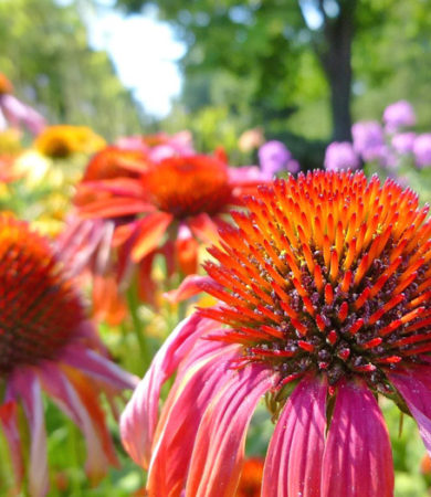 Growing Echinacea Herb for use in Herbal Medicine