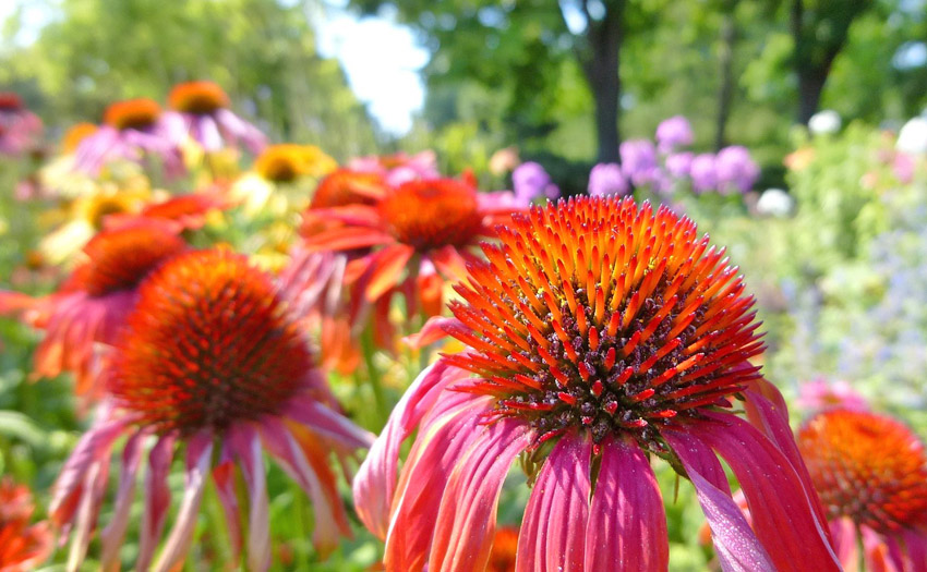 Growing Echinacea Herb for use in Herbal Medicine